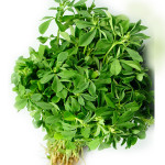 Fresh-Methy-Bunch